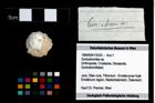 Foto (Objekt + Etikett) von Goniodromites sp.  (NHMW-GEO-1990-0041-3333)